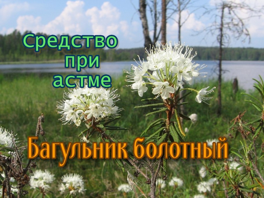 Чай ферментированный Иван чай этикетка