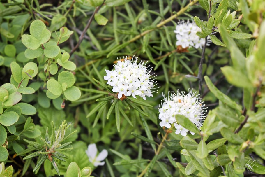 Багульник стелющийся
