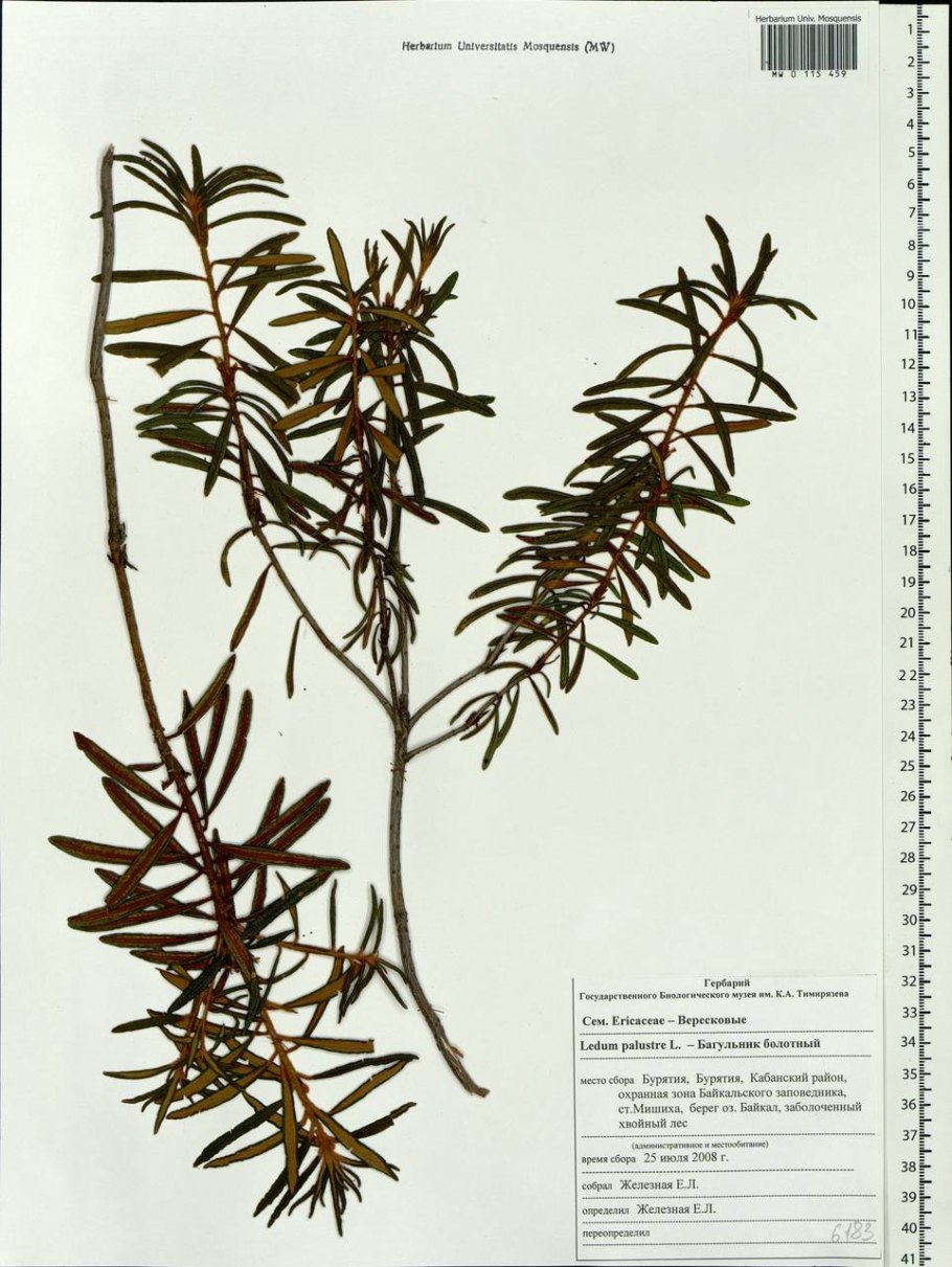 Багульник Тундровый