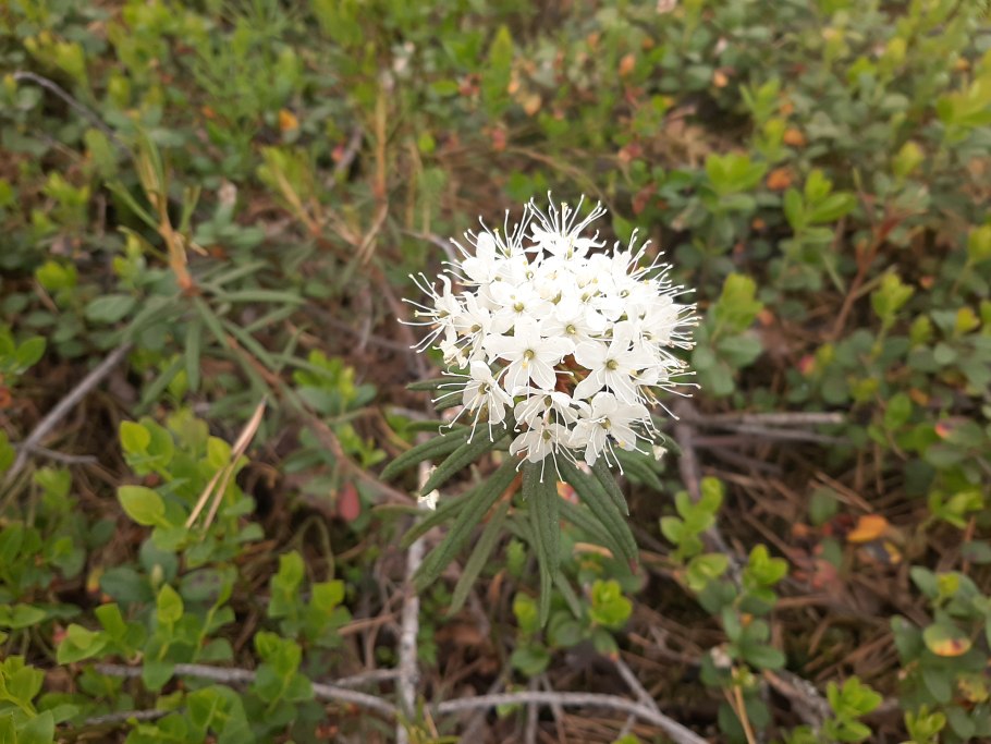 Багульник болотный побеги 50г