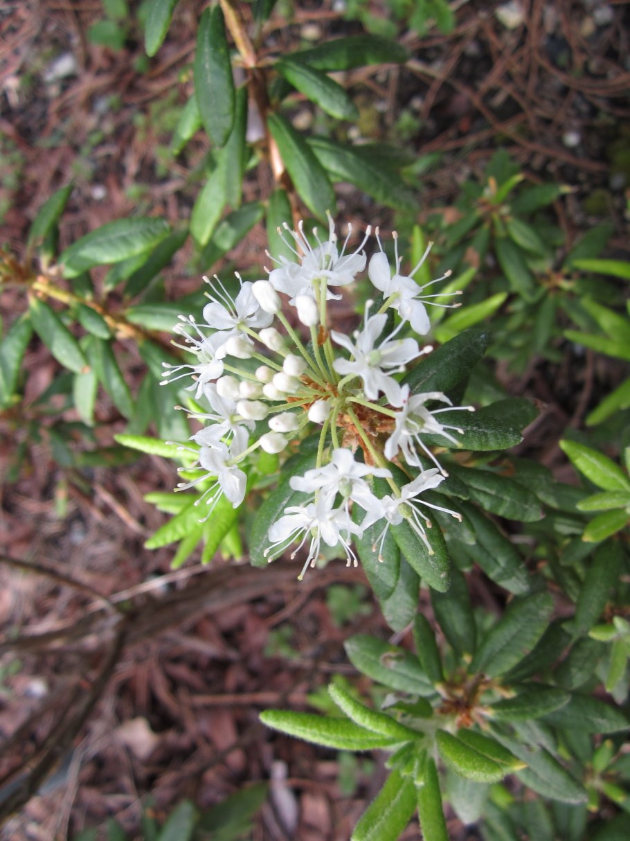 Багульник болотный ареал