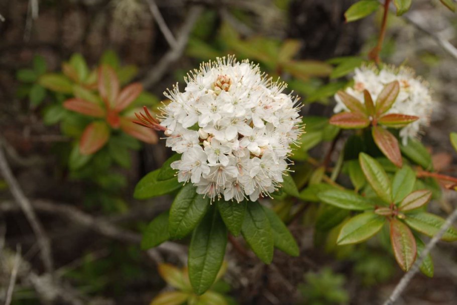Багульник болотный лекарство