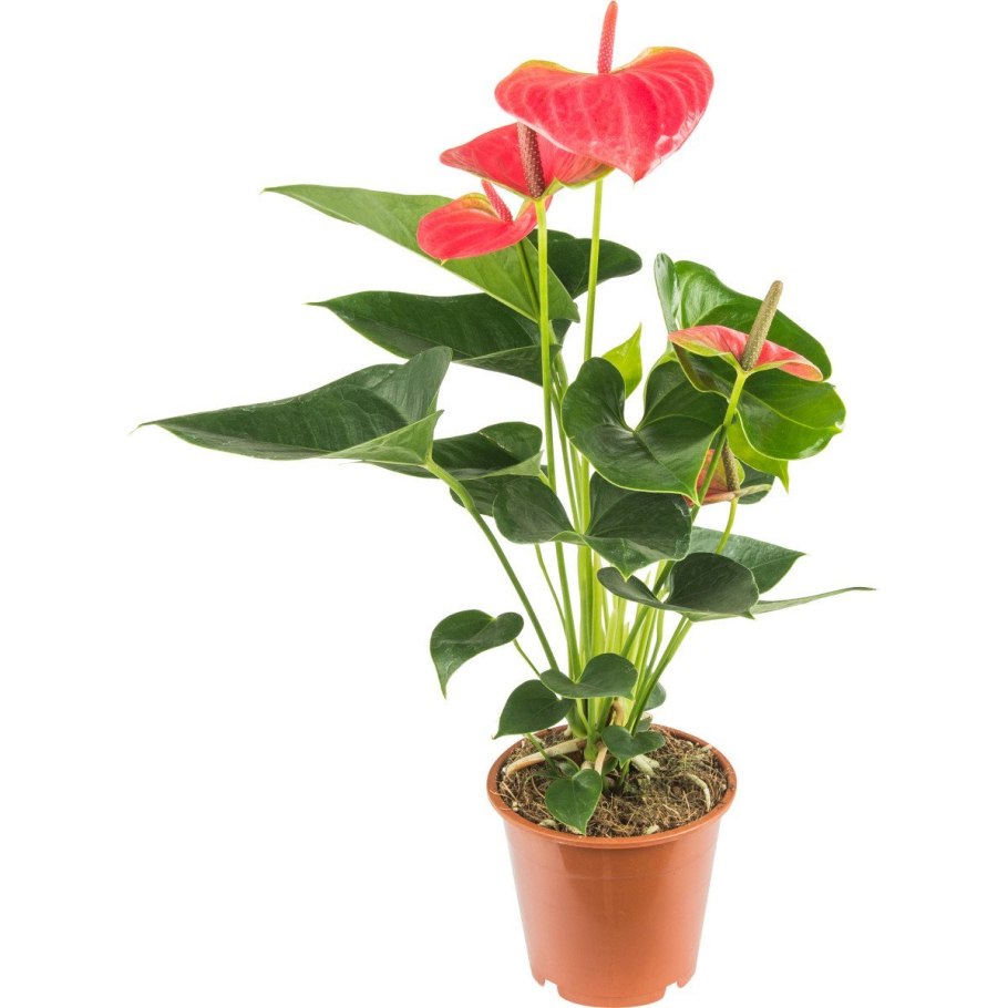 Антуриум Андре микс