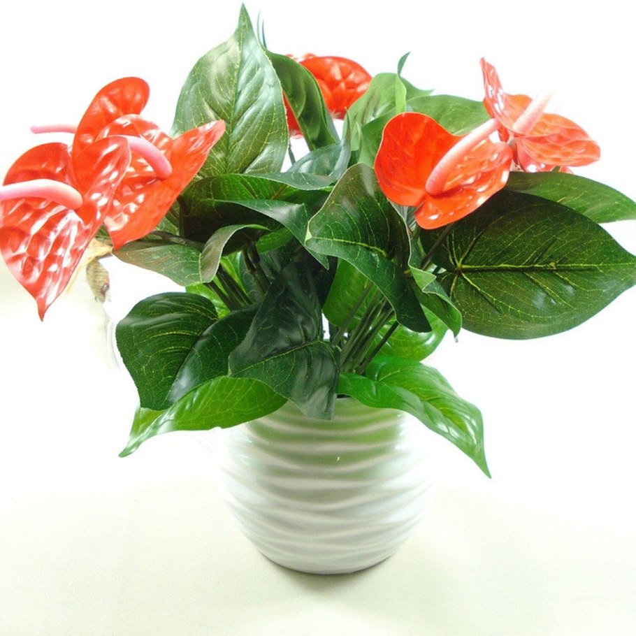 Антуриум Андрианум Пандола