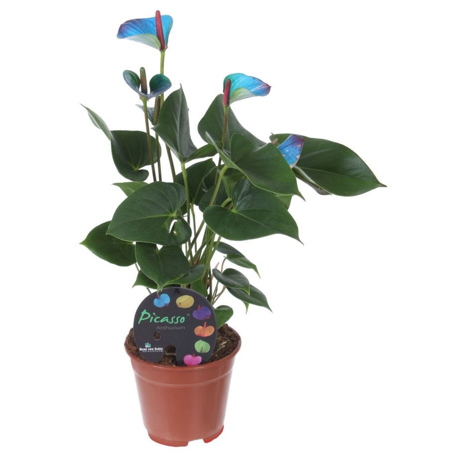 Антуриум Андре Калифорния