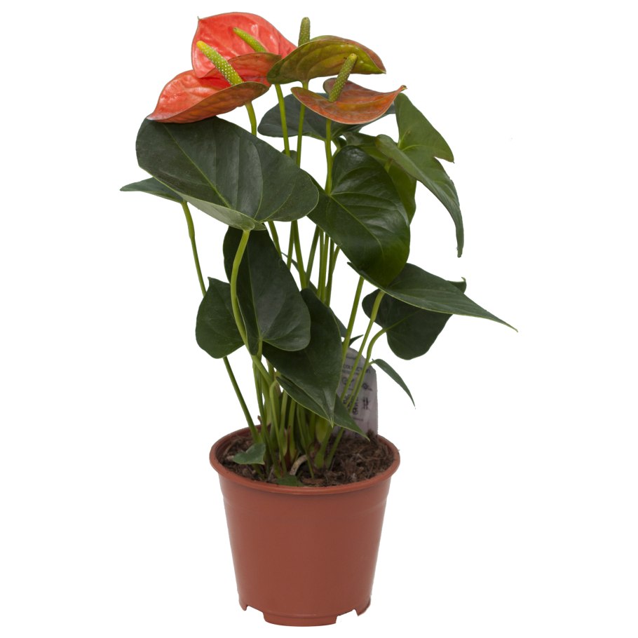 Антуриум Андрианум микс