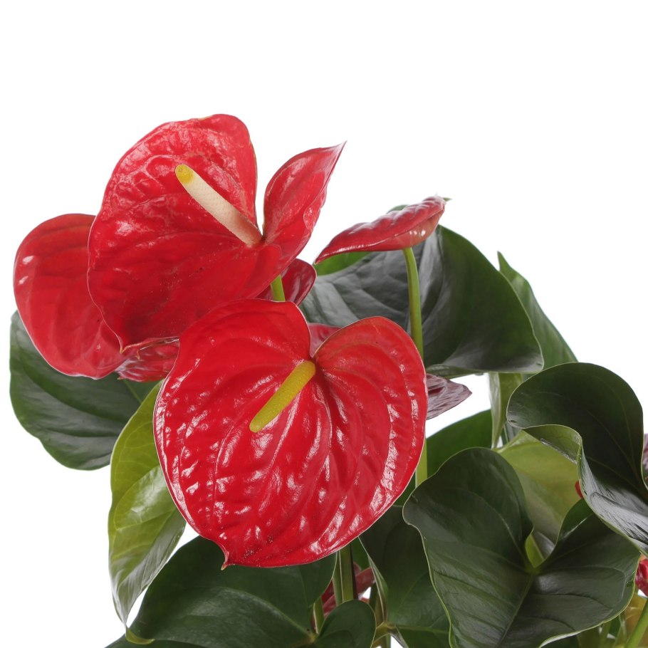 Антуриум Роял чемпион