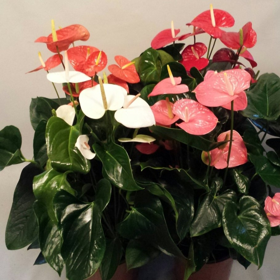 Антуриум Андре - Арамон