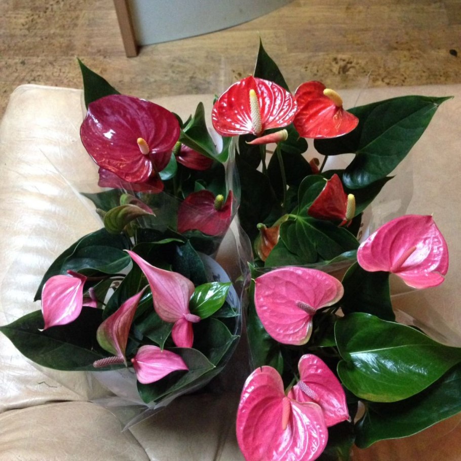 Антуриум Саксесс ред