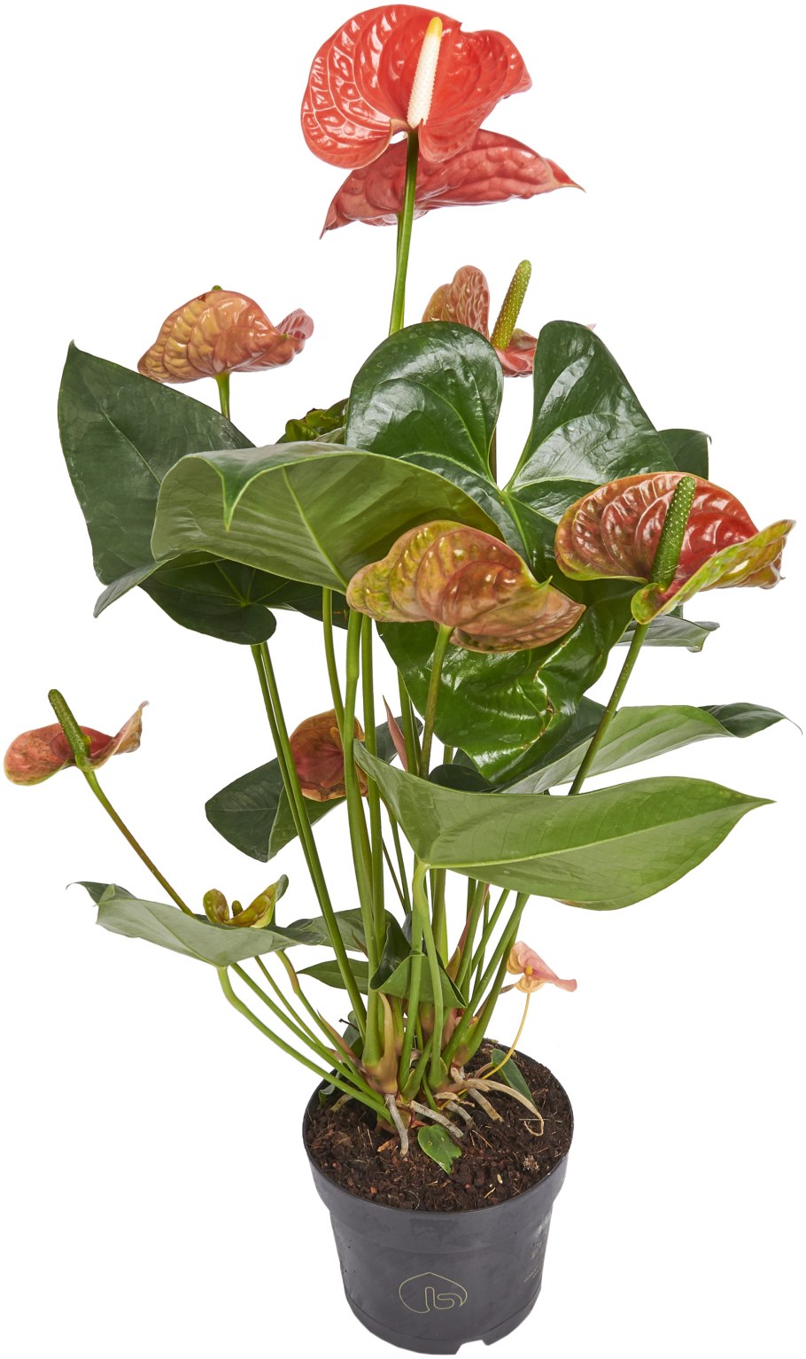 Антуриум микс h45