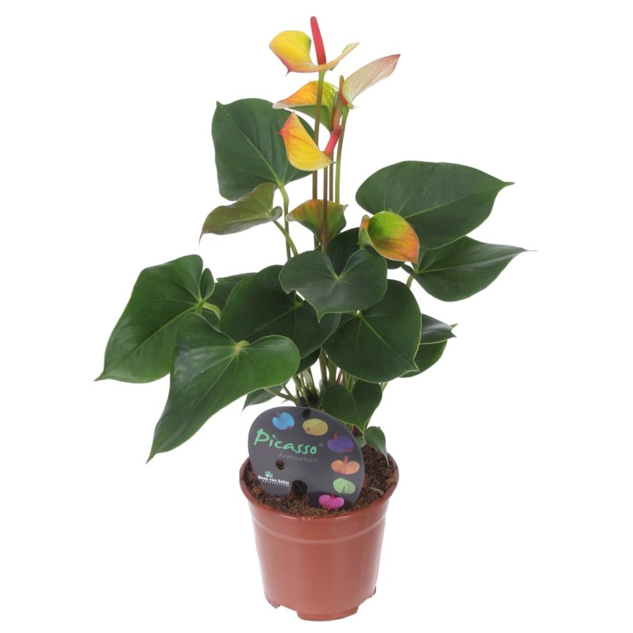 Антуриум диамонд микс