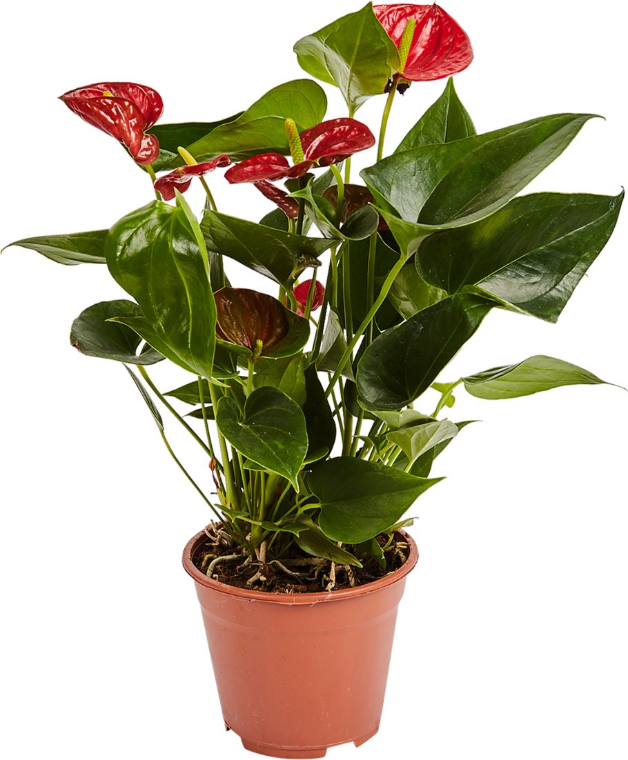 Антуриум Андре микс