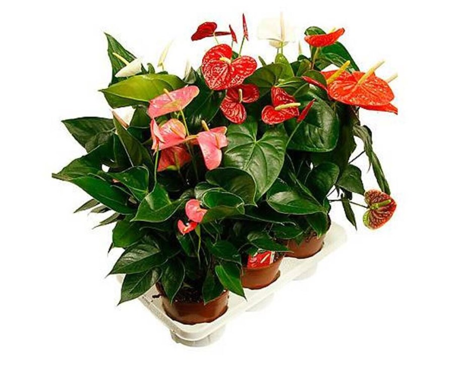 Антуриум Mix