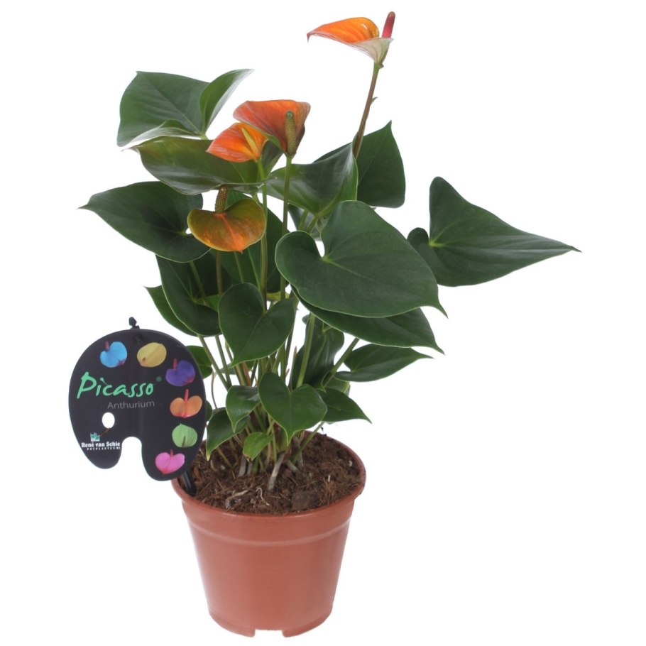 Антуриум Андрианум микс