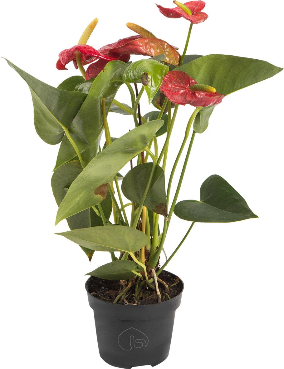 Антуриум лазающий