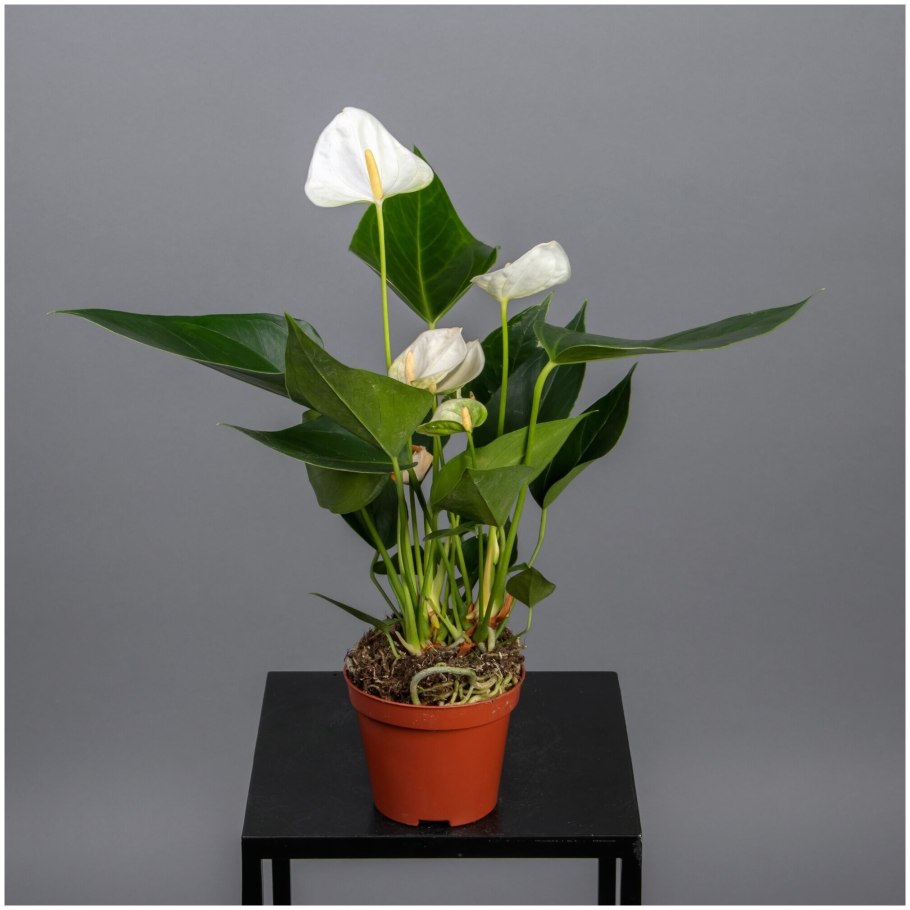 Комнатные цветы Антуриум