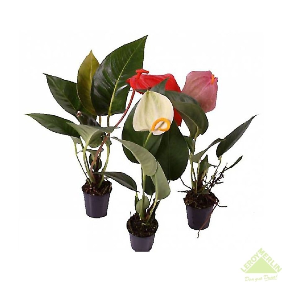 Антуриум Шерцера микс