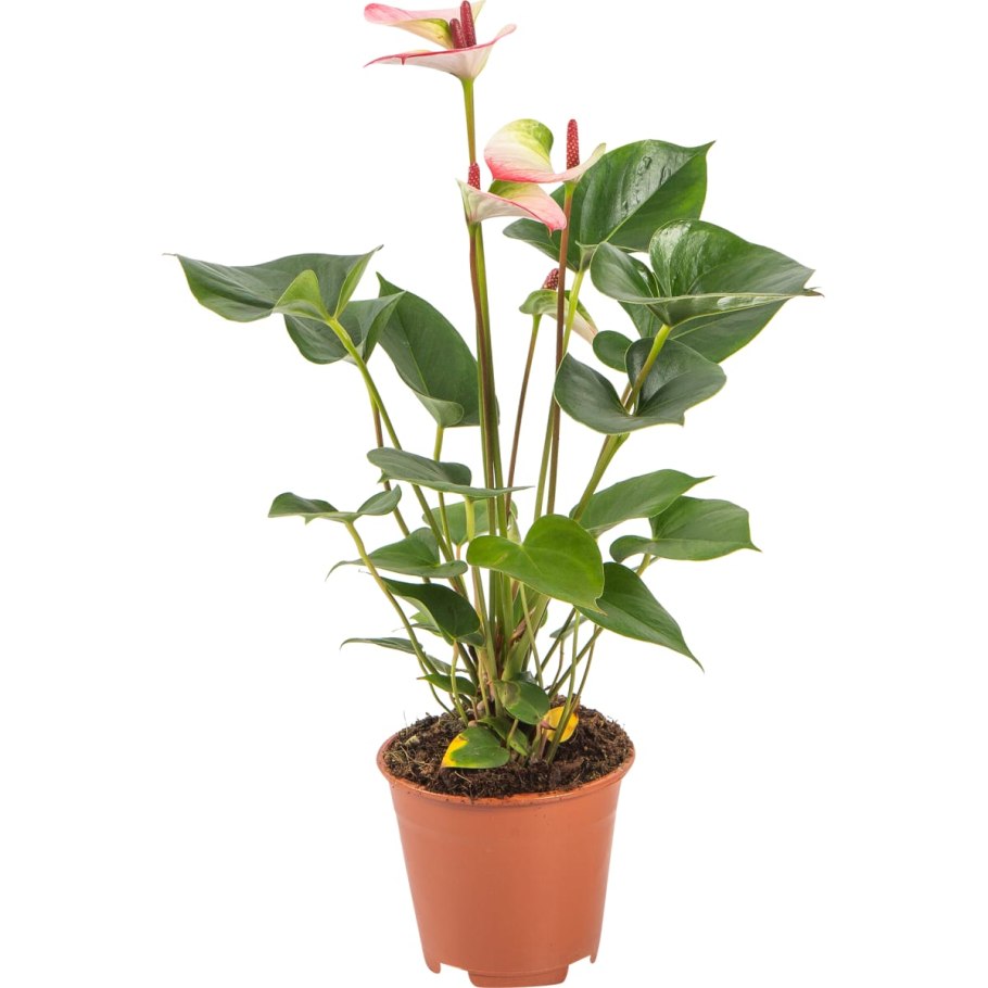 Антуриум леруа мерлен