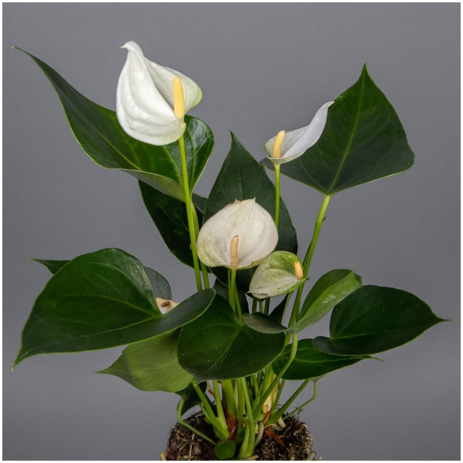 Антуриум Адиос Салмон