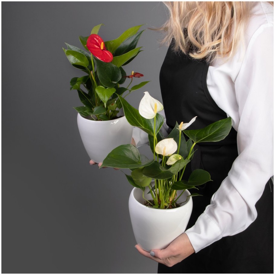 Антуриум Дакота