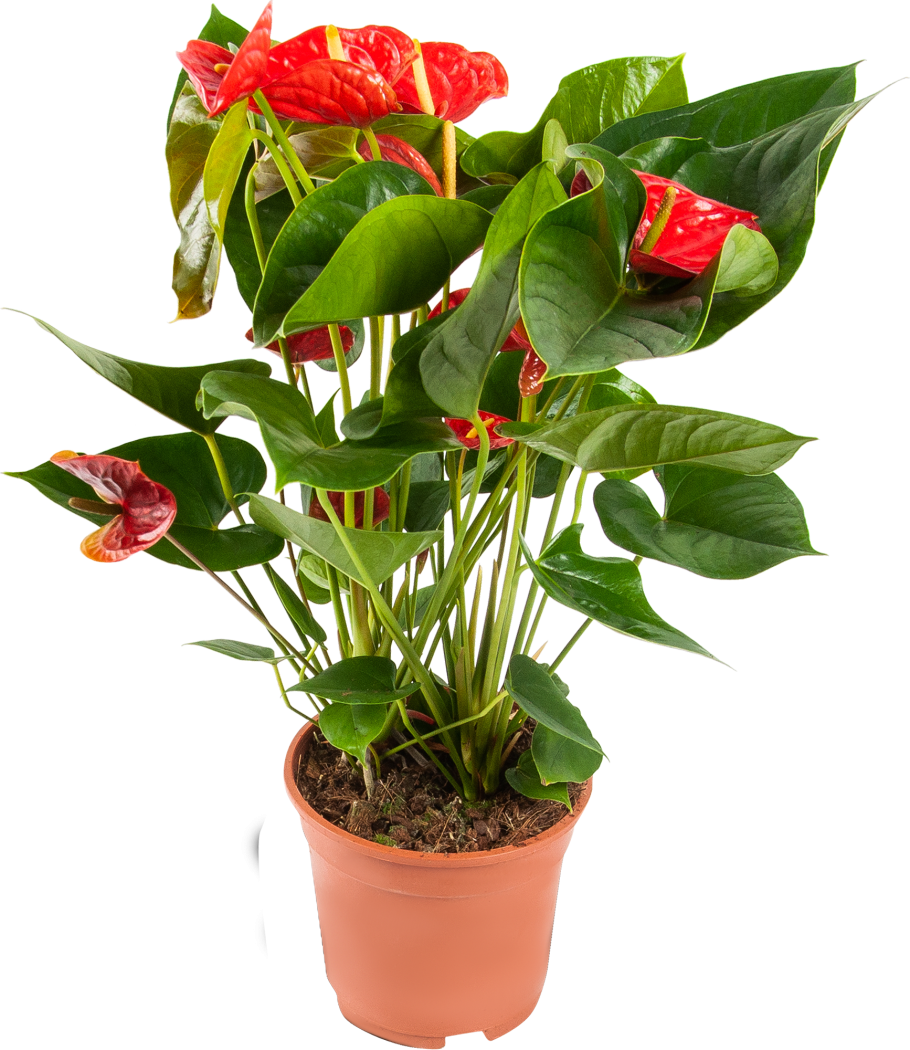 Антуриум Ройял чемпион