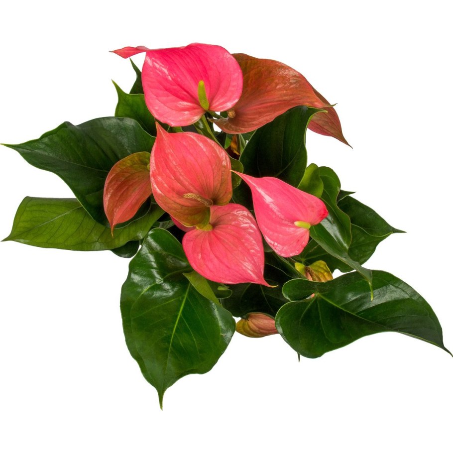 Антуриум Андрианум