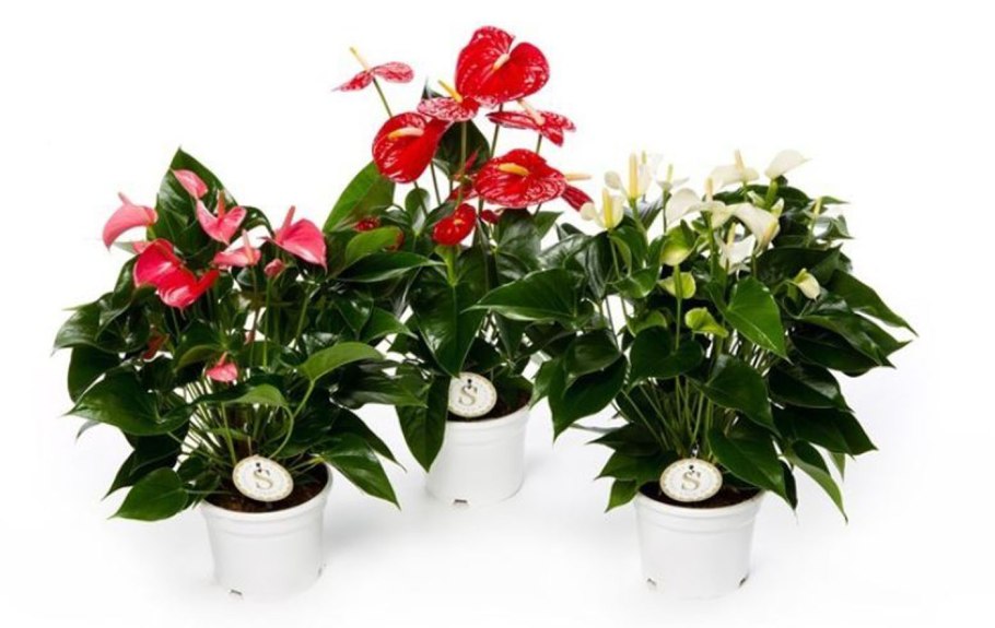 Антуриум Андре Вайт