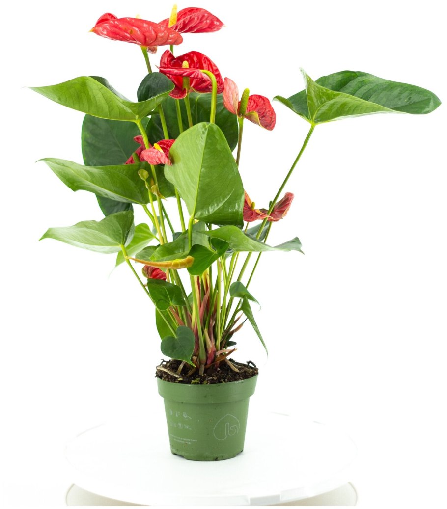 Антуриум Андре микс