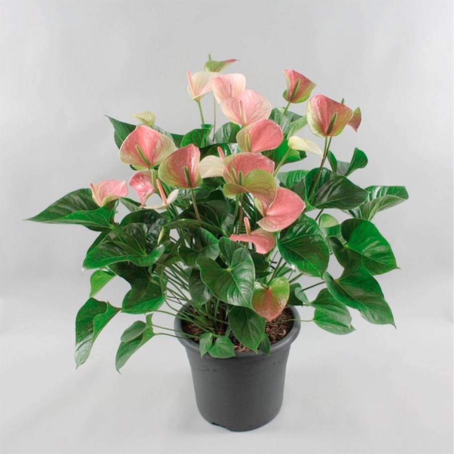 Антуриум Андре микс