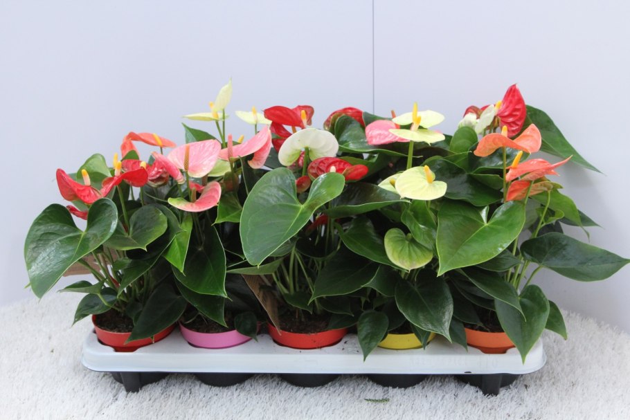 Антуриум Андрианум Пикассо