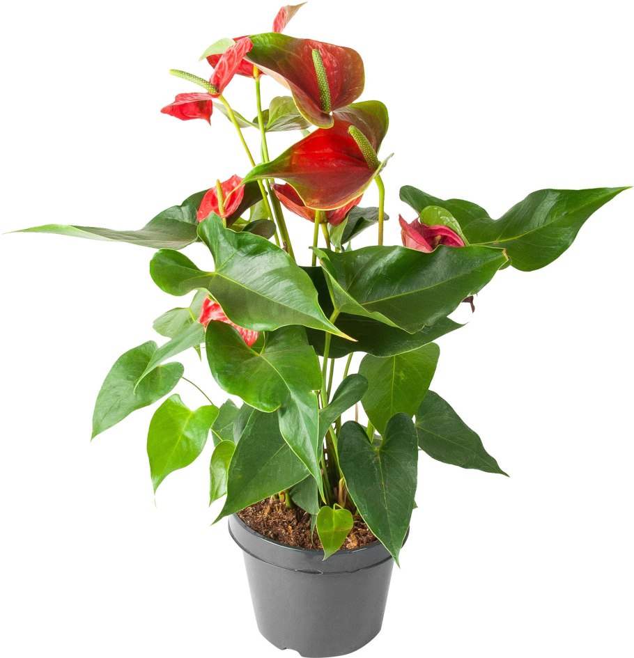 Антуриум Андре микс