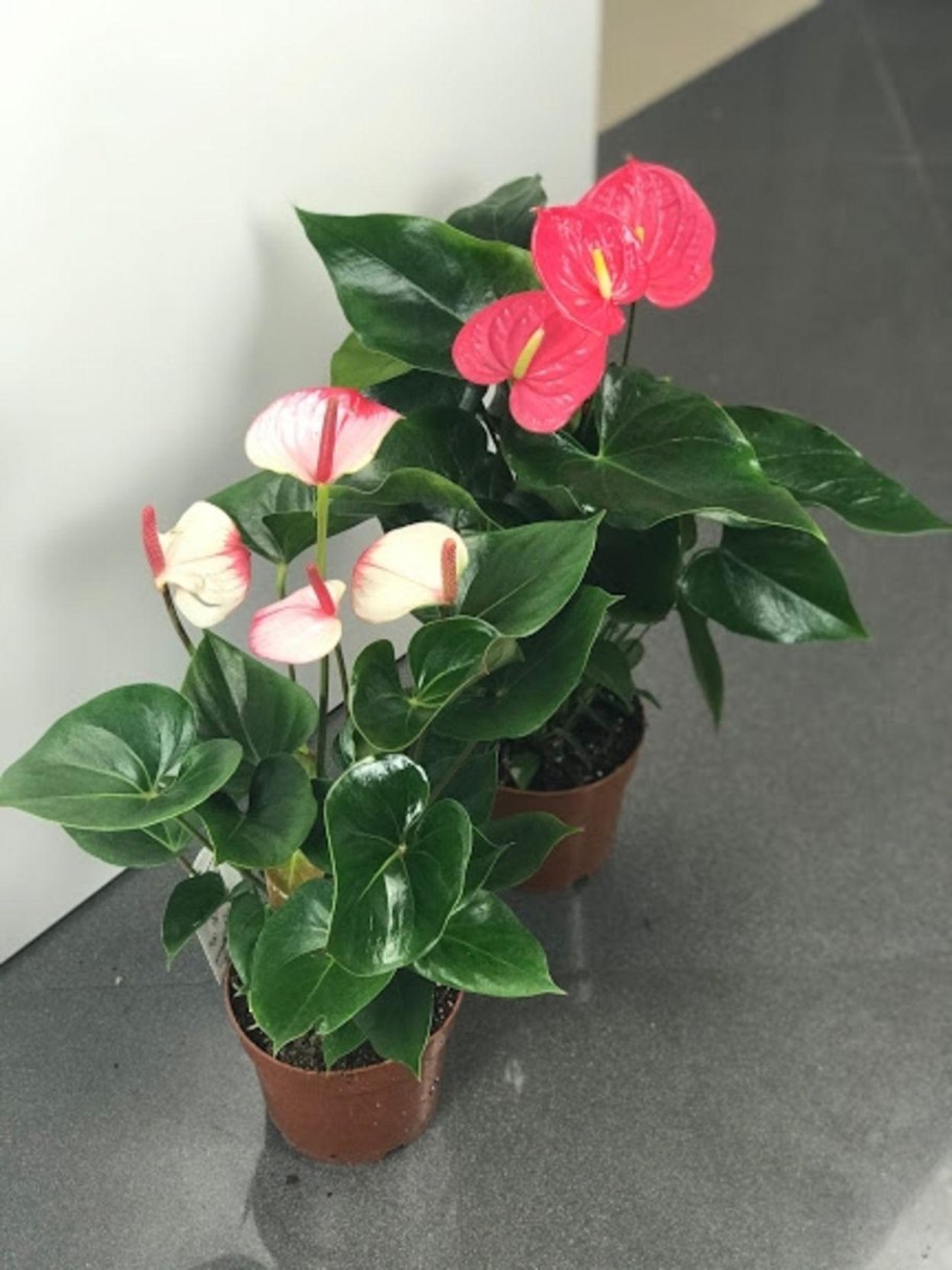 Антуриум рембрандт