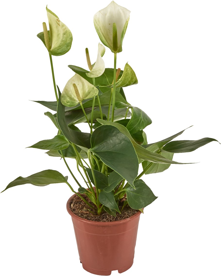 Антуриум Шерцера микс