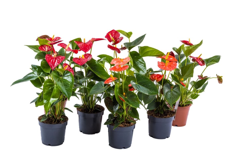 Антуриум Андрианум Дакота