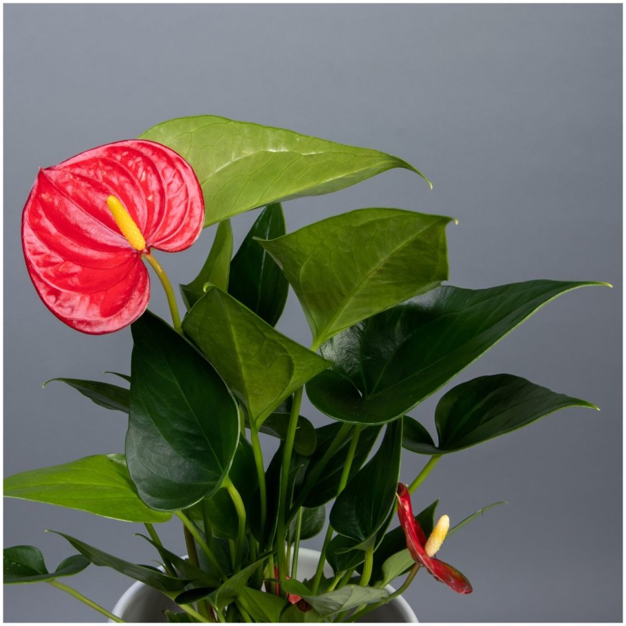 Антуриум Максима Элеганс