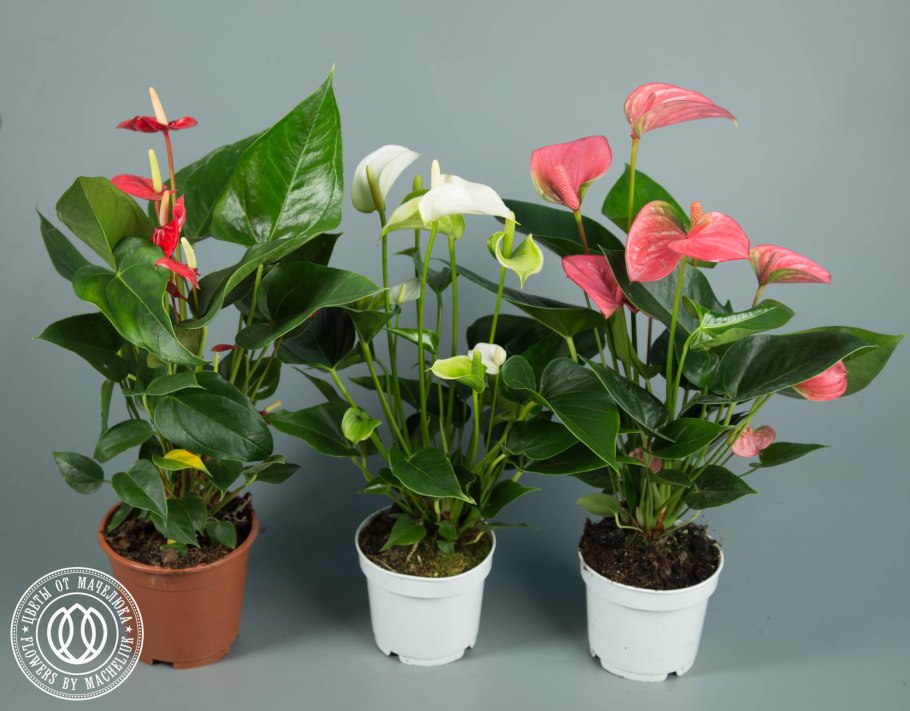 Леруа Мерлен Антуриум микс