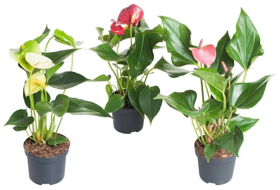 Антуриум Андре микс