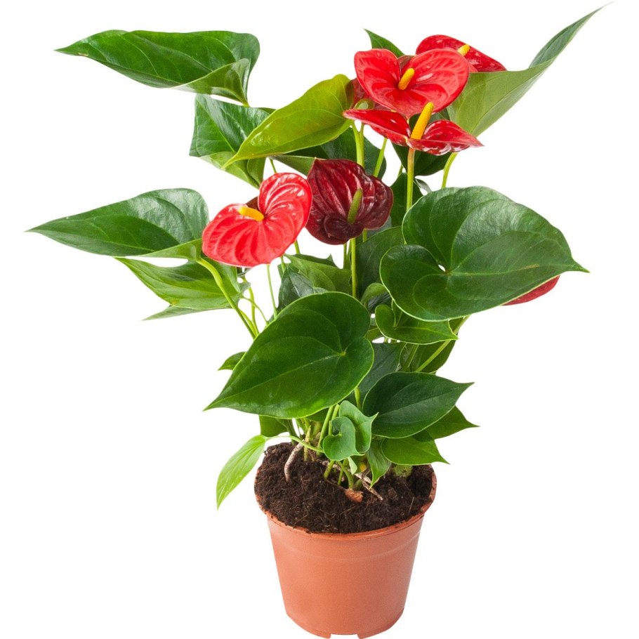 Антуриум микс Леруа