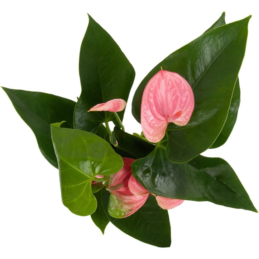 Антуриум Шерцерианум микс