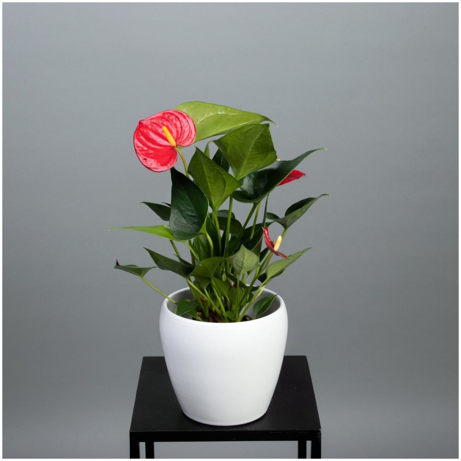 Антуриум Андре микс