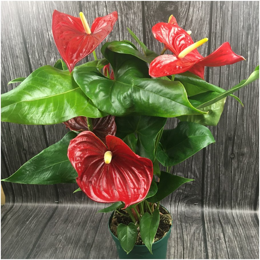 Антуриум Роял ред