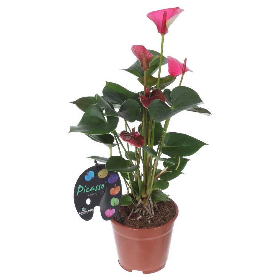 Антуриум Люкс микс