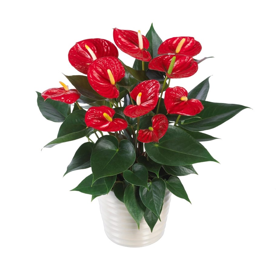 Антуриум Spirit