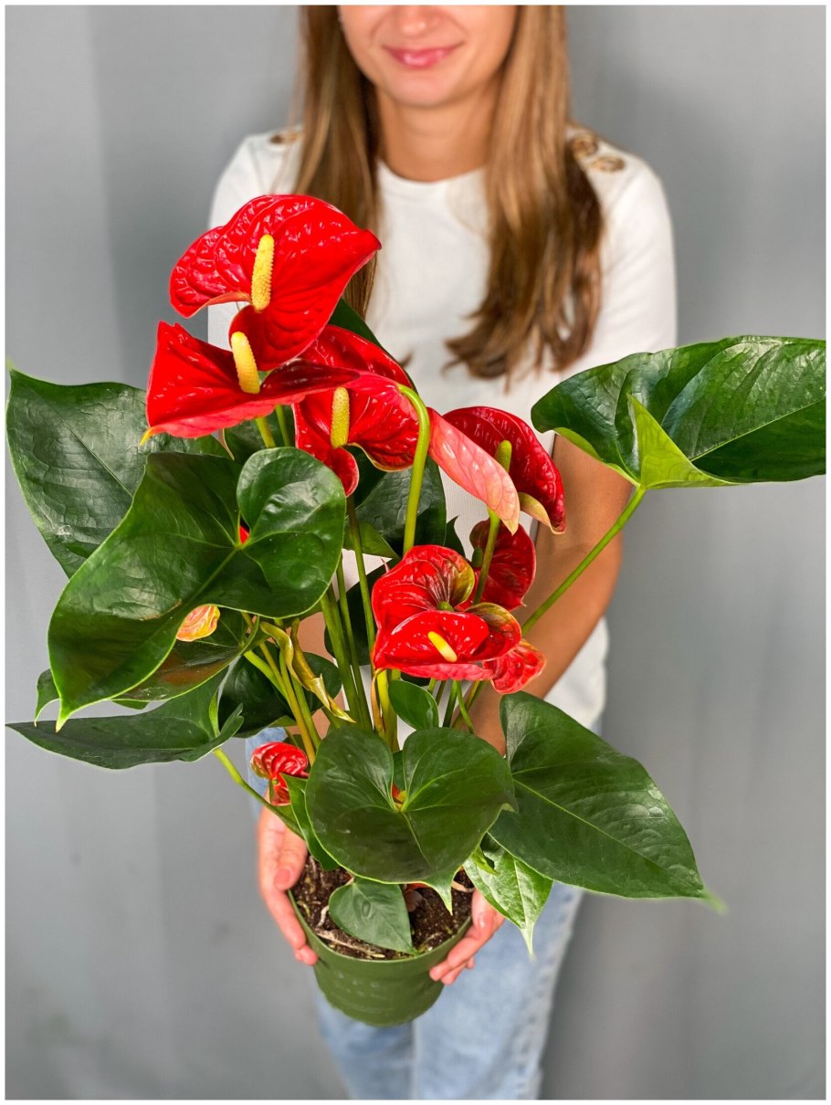 Антуриум Оклахома