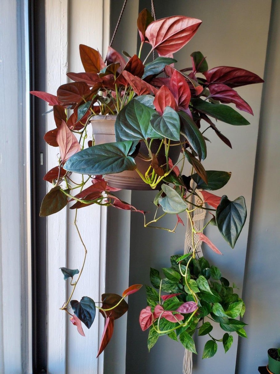 Сингониум erythrophyllum