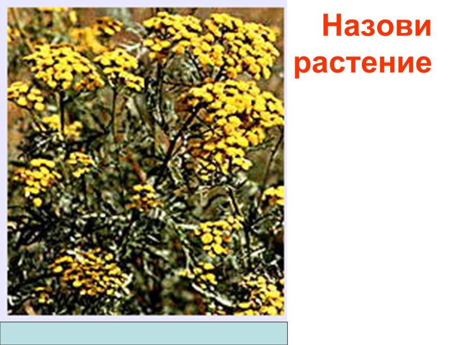 Пижма обыкновенная лечебные