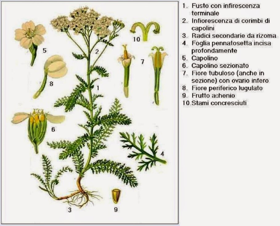 Achillea millefolium ботаника