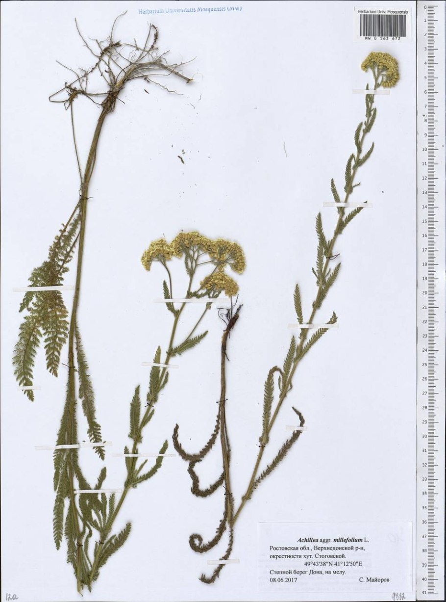 Пижма белая