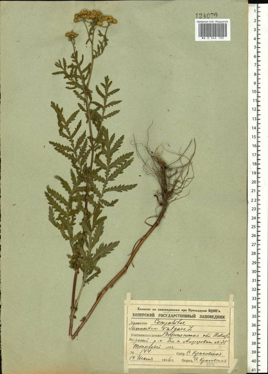 Пижма обыкновенная листья