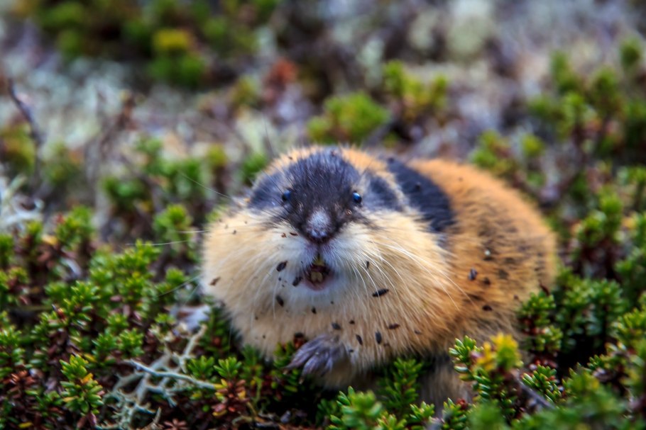 Ямальский лемминг